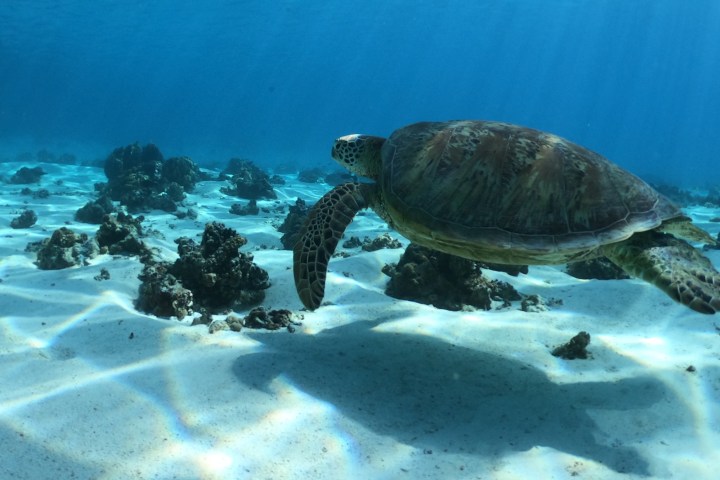 a turtle swimming under water